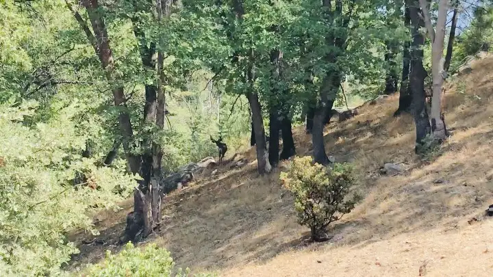 Wild life within the property | San Bernardino Mountains