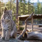 Wildlife San Bernardino